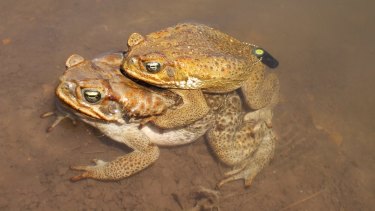 Fences Could Halt Cane Toad Invasion Of Arid Australia Study