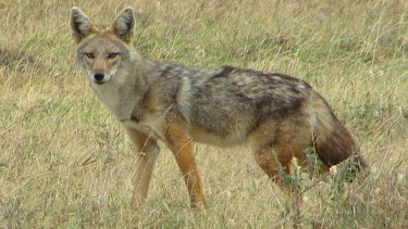 Why The African Golden Jackal Is Really More A Golden Wolf