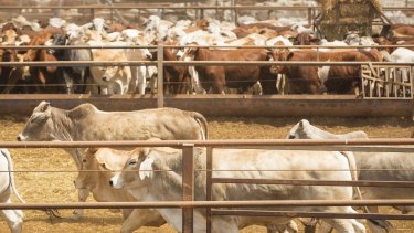 Chinese investors will be looking closely at the regulatory decisions over the Kidman cattle empire.