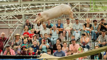 Corker porker takes a dive at the Bendigo Agricultural Show.
