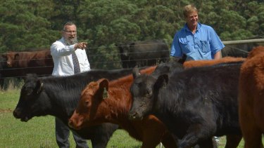 Rabbi Meir Rabi and Chris Nixon inspect a herd of cattle raised for the kosher market.