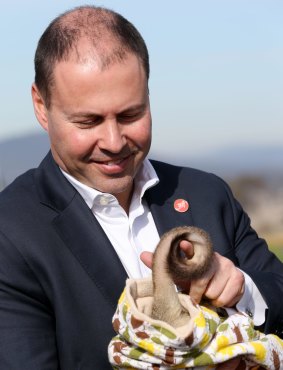 Environment and Energy Minister Josh Frydenberg with Berry the Bettong at Mulligans Flat Wooland Sanctuary in Canberra.