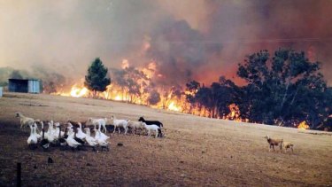 Sampson Flat fire front in the Adelaide Hills approaches goats and geese in a field. 