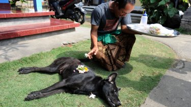 An emotional Ketut Pujana after his dog was killed in a dog elimination in Aan village, Klungkung as part of the battle against rabies.