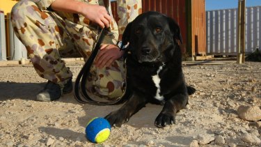 Sarbi at Australia's Tarin Kowt base in Afghanistan after 13 months missing in action.  