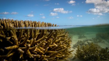 Scientists say mass coral bleaching events could be happening every two years by the mid-2030s.
