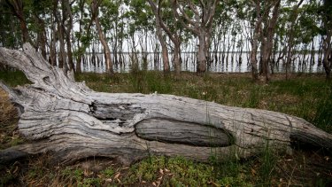 Dja Dja Wurrung descendant Jida Murray Gulpilil is rescuing this tree and donating it to the Boort Hospital.
