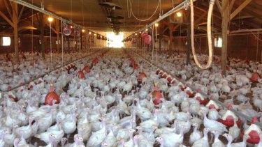 A flock of turkeys at a Minnesota poultry farm. Outbreaks of a deadly bird flu have already cost Midwest poultry producers over 2 million turkeys and chickens. 