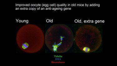 A slide showing the improvement in egg cell quality in mice, after an extra copy of a sirtuin gene was added. 