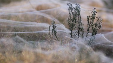 Fields are covered in spiderwebs amid rising floodwaters in Wagga Wagga. 