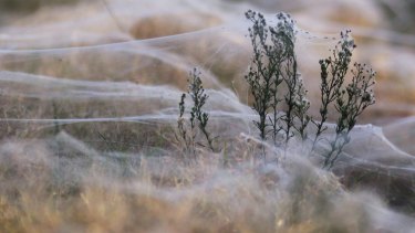 Raining Spiders In Goulburn Entirely Possible Scientist Says