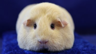 Guinea Pigs Can Be An Autistic Child S Best Friend
