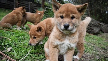 Dingo Puppies Born At Australian Reptile Park