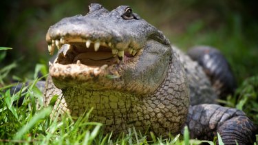 Florida is indelibly linked to alligators.