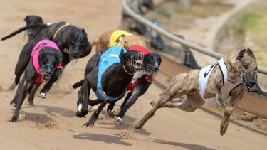 Outrage: Greyhound racing.