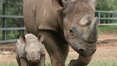 A black rhinoceros, similar to this black rhino mother and her calf, was shot dead in Namibia after the US man won an auction to kill it. 