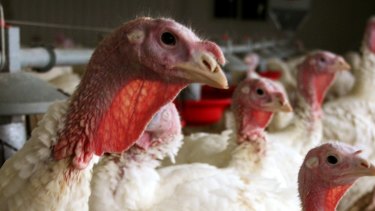 A flock of turkeys at a Minnesota poultry farm. Midwestern states are struggling to contain a virulent strain of bird flu that has doomed millions of turkeys and chickens since March. 
