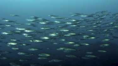 Ocean fish risk being lost at sea and prone to predators with rising carbon dioxide in oceans.