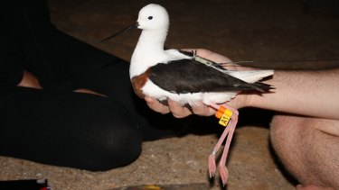 Put a ring on it: Banded stilts have been tracked for the first time. 