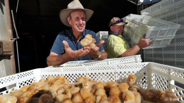 NSW Farmers Egg Committee chairman Bede Burke with a new delivery of 27,000 day-old chicks.