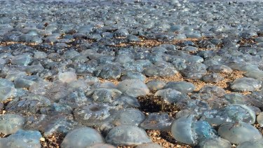 Thousands of jellyfish wash up onto the beach at Bells Beach on the Redcliffe Peninsula.