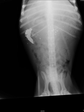 An x-ray showing metallic substances and fish hooks ingested by a dog.