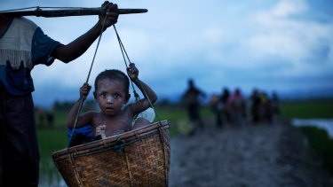 An ethnic Rohingya child from Myanmar is carried in a basket past rice fields after crossing over to Bangladesh.