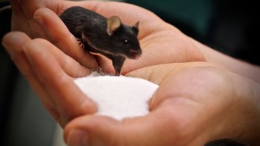 Scientists reveal why salt is so addictive