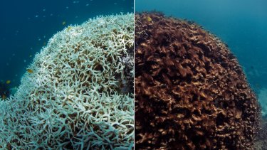 Before (March 2016, left) and after (May 2016) images of coral bleaching and death at Lizard Island on Australia's Great Barrier Reef. 