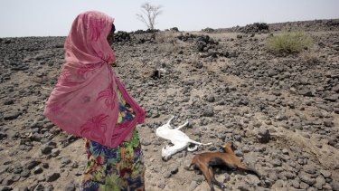 A girl walks past the carcasses of goats in drought-stricken Ethiopia, where 10 million people are thought to be at risk.