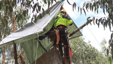 A police officer attempts to remove an anti-logging protester from the treetops. 