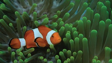 Sediment damages clown fish gills, a study suggests.