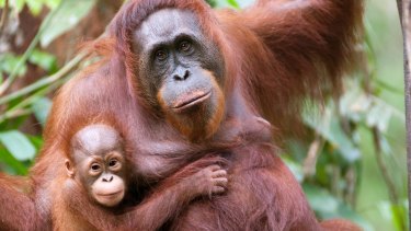A mother orangutan and her little offspring in Borneo.