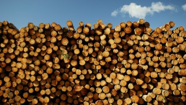 VicForests has been left without a market for hundreds of thousands of tonnes of residual timber.