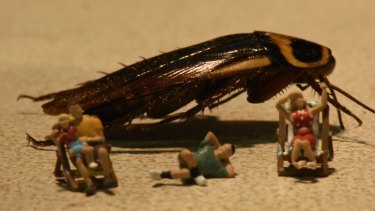 Cockroaches infesting the city: The native giant burrowing cockroach plays a key role in the ecosystem.