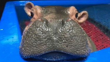 Premature Baby Hippo Fiona Is Growing Up Cincinnati Zoo Says