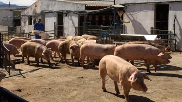 Pigs at the Agropor facility in Spain are being used in the chimera experiments.