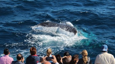 Whale watching brings more than half a million tourists to Queensland