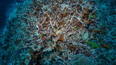 Bleaching corals on the outer Great Barrier Reef off Port Douglas in November 2016.