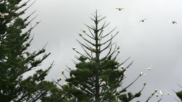 Self Propagated Norfolk Island Pines Prove Tenacious Invaders