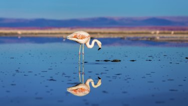 Green Cars In Spotlight As Lithium Demand Causes Flamingo Flocks To Shrink
