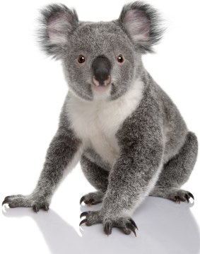 The Australian Koala Foundation warns there are fewer than 100,000 koalas left in the wild.