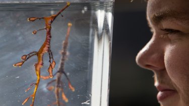 Record Season For Captive Bred Weedy Sea Dragons