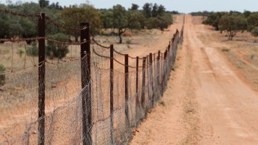 The dingo fence is the longest fence in the world. Built in 1880, it runs from Queensland, then along the NSW South Australian border near Broken Hill.