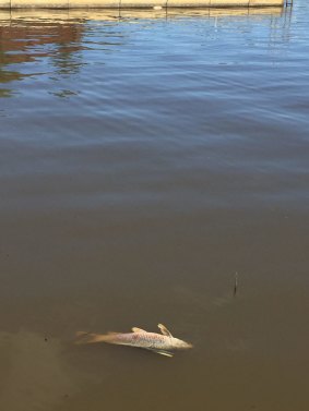 Dead carp float in Kingston Foreshore on November 24