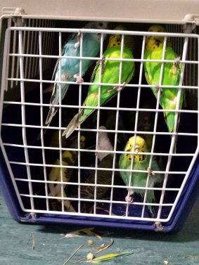 Birds and animals have been found in poor conditions at a Banks property.