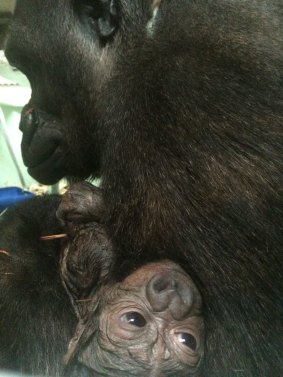 The newborn gorilla.