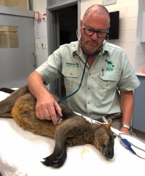 Dr Larry Vogelnest assessing the sedated wallaby after it was captured by police.