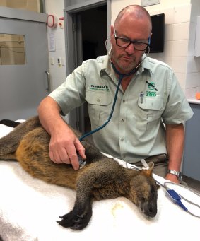 The swamp wallaby was sedated and then assessed by Taronga Zoo's senior vet Dr Larry Vogelnest after it was captured by police.
