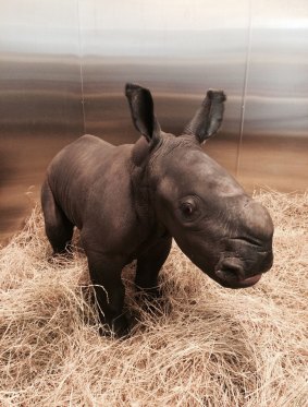 A baby rhino has been welcomed into the world at the Werribee Open Range Zoo.